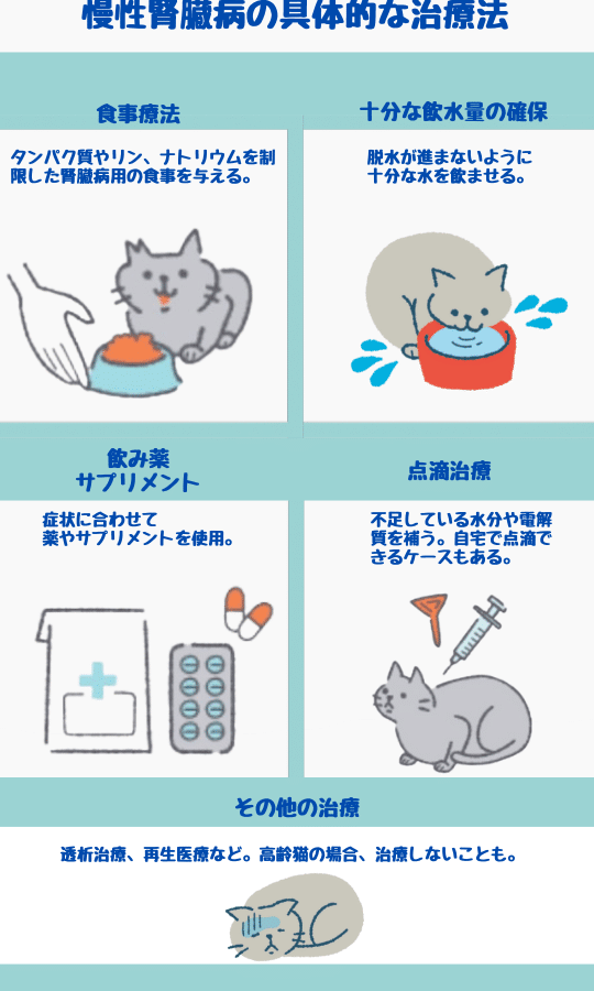 猫の腎臓病、初期症状を見逃すな!原因と治療法 5 e78cabe381aee8858ee88793e79785e38081e5889de69c9fe79787e78ab6e38292e8a68be98083e38199e381aaefbc81e58e9fe59ba0e381a8e6b2bbe79982e6b395