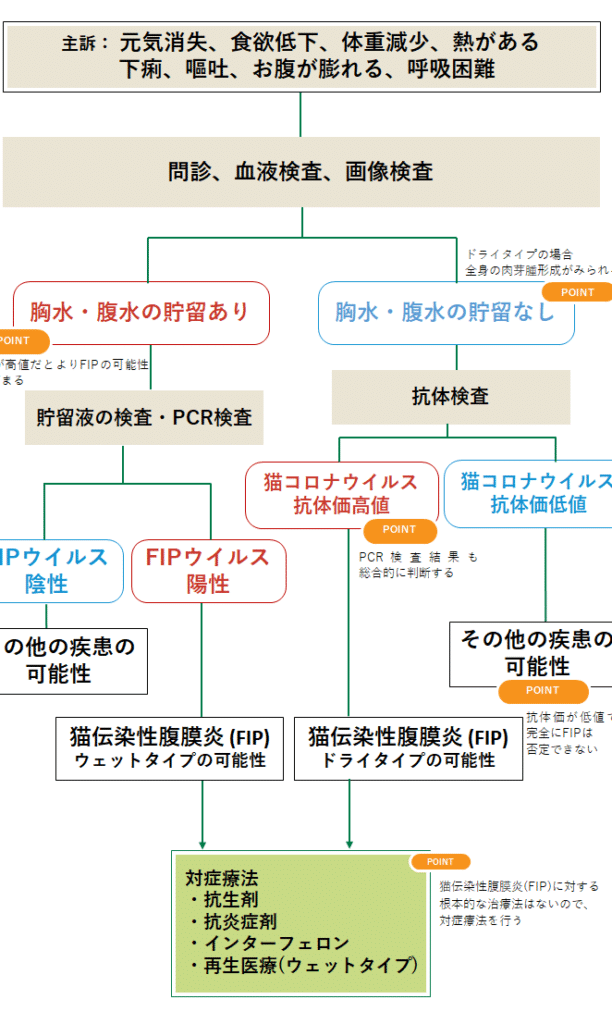 猫の腹水余命!原因と症状、治療法 5 e78cabe381aee885b9e6b0b4e4bd99e591bdefbc81e58e9fe59ba0e381a8e79787e78ab6e38081e6b2bbe79982e6b395