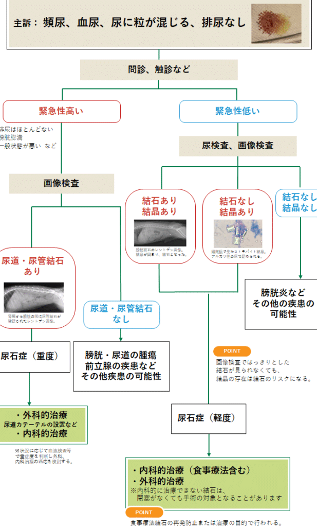 猫の膀胱結石!症状と原因、治療法について解説 5 e78cabe381aee88680e883b1e7b590e79fb3efbc81e79787e78ab6e381a8e58e9fe59ba0e38081e6b2bbe79982e6b395e381abe381a4e38184e381a6e8a7a3e8aaac