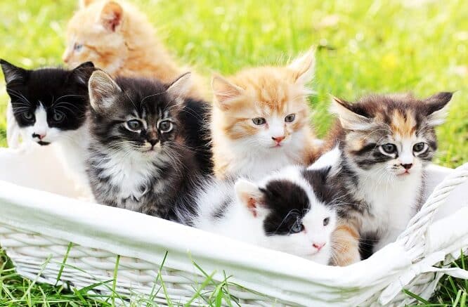猫の色: さまざまな毛色の種類と特徴 9 e78cabe381aee889b2 e38195e381bee38196e381bee381aae6af9be889b2e381aee7a8aee9a19ee381a8e789b9e5beb4