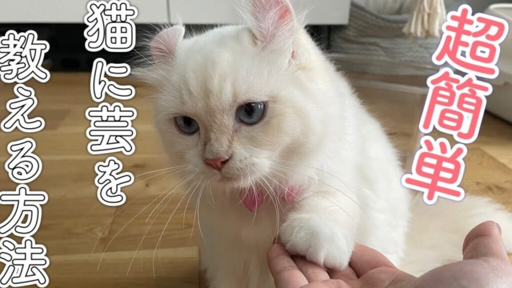 猫の芸!教え方とコツ、人気芸 5 e78cabe381aee88ab8efbc81e69599e38188e696b9e381a8e382b3e38384e38081e4babae6b097e88ab8