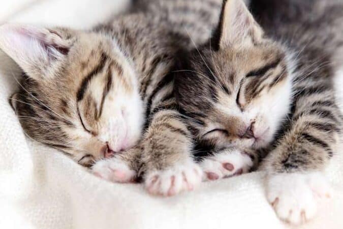 猫の語源!猫という言葉の由来 5 e78cabe381aee8aa9ee6ba90efbc81e78cabe381a8e38184e38186e8a880e89189e381aee794b1e69da5