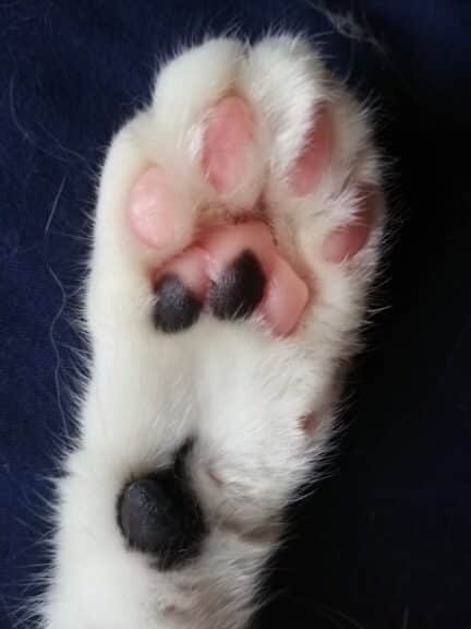 猫の足:肉球の役割と可愛い画像集 5 e78cabe381aee8b6b3efbc9ae88289e79083e381aee5bdb9e589b2e381a8e58fafe6849be38184e794bbe5838fe99b86