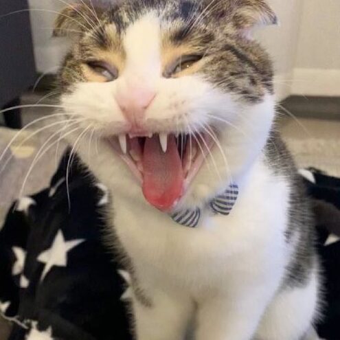 猫の面白い顔!クスッと笑える表情集 1 e78cabe381aee99da2e799bde38184e9a194efbc81e382afe382b9e38383e381a8e7ac91e38188e3828be8a1a8e68385e99b86
