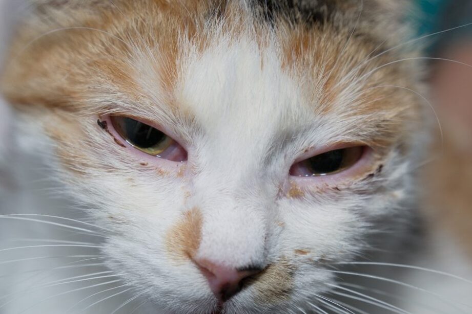 猫の風邪が治らない原因は?長引く場合の対処法 5 e78cabe381aee9a2a8e982aae3818ce6b2bbe38289e381aae38184e58e9fe59ba0e381afefbc9fe995b7e5bc95e3818fe5a0b4e59088e381aee5afbee587a6e6b395