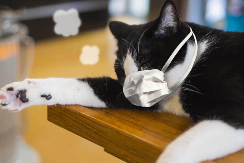 猫の風邪は人間にうつる?症状と予防策を解説 5 e78cabe381aee9a2a8e982aae381afe4babae99693e381abe38186e381a4e3828befbc9fe79787e78ab6e381a8e4ba88e998b2e7ad96e38292e8a7a3e8aaac