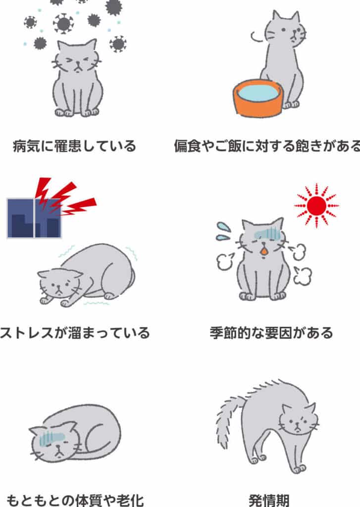 猫の食欲がない: 原因と対処法、病気の可能性は? 9 e78cabe381aee9a39fe6acb2e3818ce381aae38184 e58e9fe59ba0e381a8e5afbee587a6e6b395e38081e79785e6b097e381aee58fafe883bde680a7e381afefbc9f