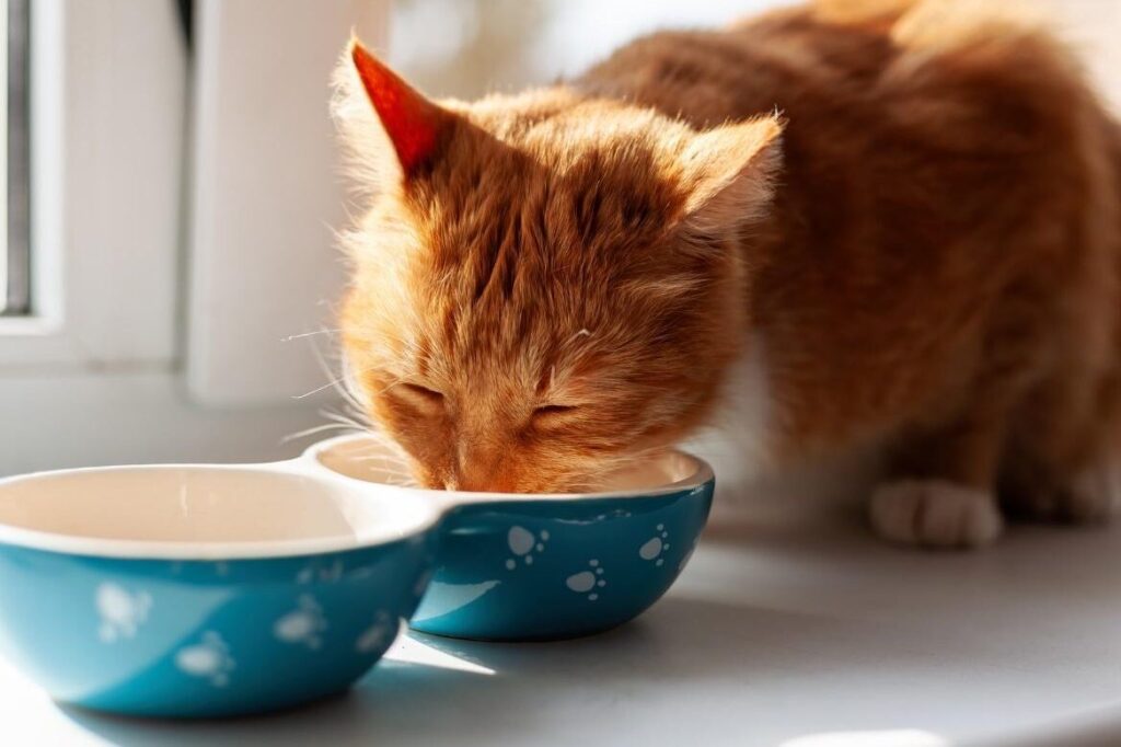 猫の食欲が落ちる時期は?原因と対処法を知ろう 5 e78cabe381aee9a39fe6acb2e3818ce890bde381a1e3828be69982e69c9fe381afefbc9fe58e9fe59ba0e381a8e5afbee587a6e6b395e38292e79fa5e3828de38186