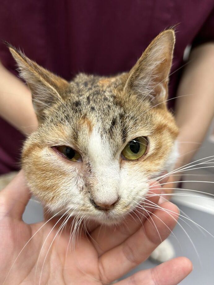 猫の鼻血: 原因と対処法、病院へ行く目安は? 8 e78cabe381aee9bcbbe8a180 e58e9fe59ba0e381a8e5afbee587a6e6b395e38081e79785e999a2e381b8e8a18ce3818fe79baee5ae89e381afefbc9f