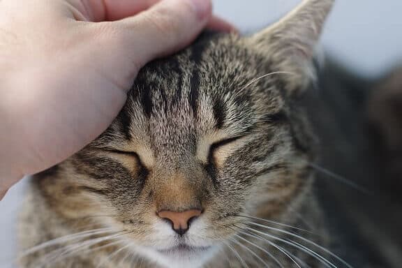 猫の鼻:健康状態を知るためのチェックポイント 5 e78cabe381aee9bcbbefbc9ae581a5e5bab7e78ab6e6858be38292e79fa5e3828be3819fe38281e381aee38381e382a7e38383e382afe3839de382a4e383b3e38388