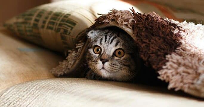 猫は寒さに強い?猫種別の寒さへの耐性と注意点 5 e78cabe381afe5af92e38195e381abe5bcb7e38184efbc9fe78cabe7a8aee588a5e381aee5af92e38195e381b8e381aee88090e680a7e381a8e6b3a8e6848fe782b9