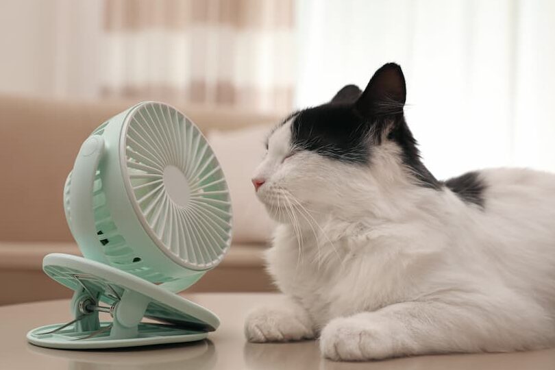 猫は暑さに弱い!熱中症対策と涼しい環境作り 5 e78cabe381afe69a91e38195e381abe5bcb1e38184efbc81e786b1e4b8ade79787e5afbee7ad96e381a8e6b6bce38197e38184e792b0e5a283e4bd9ce3828a