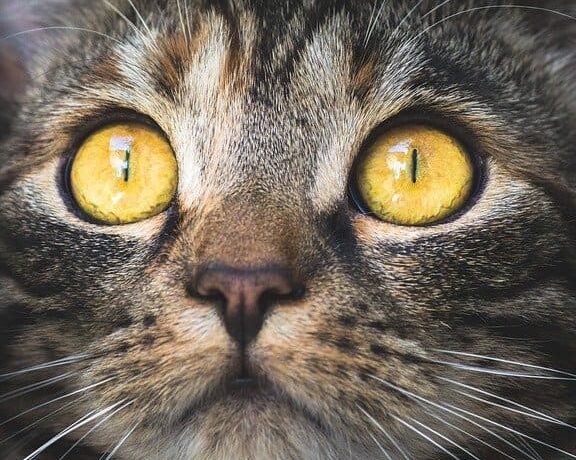 猫は暗いところが好き?猫の視力と習性 5 e78cabe381afe69a97e38184e381a8e38193e3828de3818ce5a5bde3818defbc9fe78cabe381aee8a696e58a9be381a8e7bf92e680a7
