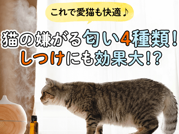 猫は柑橘系の匂いが苦手?猫が嫌がる匂いと注意点 5 e78cabe381afe69f91e6a998e7b3bbe381aee58c82e38184e3818ce88ba6e6898befbc9fe78cabe3818ce5ab8ce3818ce3828be58c82e38184e381a8e6b3a8e6848f