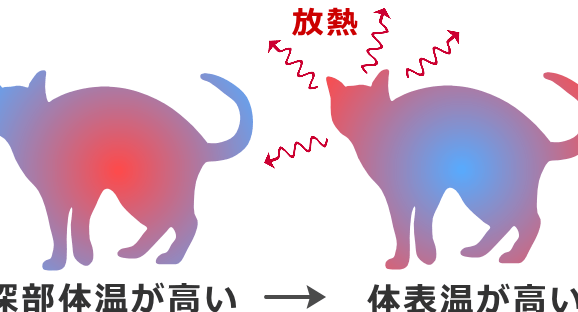 猫は汗をかく?猫の体温調節の仕組み 5 e78cabe381afe6b197e38292e3818be3818fefbc9fe78cabe381aee4bd93e6b8a9e8aabfe7af80e381aee4bb95e7b584e381bf