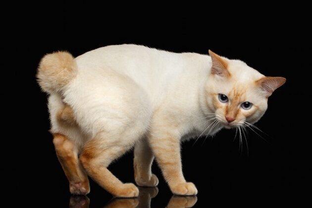 猫ふぐり:正式名称は?役割と可愛い画像集 4 e78cabe381b5e38190e3828aefbc9ae6ada3e5bc8fe5908de7a7b0e381afefbc9fe5bdb9e589b2e381a8e58fafe6849be38184e794bbe5838fe99b86