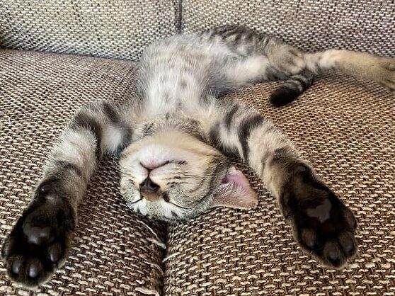猫をなでる効果とは?猫も人も癒やされる! 5 e78cabe38292e381aae381a7e3828be58ab9e69e9ce381a8e381afefbc9fe78cabe38282e4babae38282e79992e38284e38195e3828ce3828befbc81