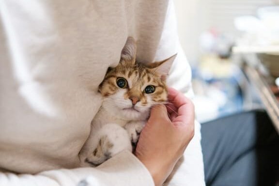 猫を抱っこしようとすると逃げる理由!猫の気持ち 1 e78cabe38292e68ab1e381a3e38193e38197e38288e38186e381a8e38199e3828be381a8e98083e38192e3828be79086e794b1efbc81e78cabe381aee6b097e68c81