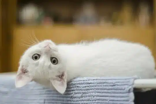 猫を拾う夢の意味!夢占い 1 e78cabe38292e68bbee38186e5a4a2e381aee6848fe591b3efbc81e5a4a2e58da0e38184