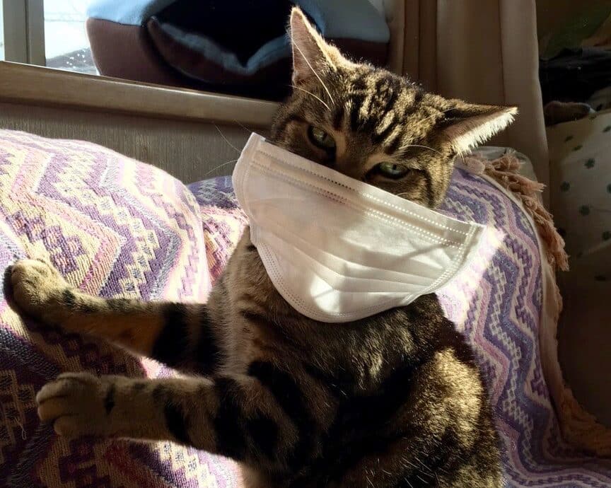 猫インフルエンザ: 猫がかかるインフルエンザ 5 e78cabe382a4e383b3e38395e383abe382a8e383b3e382b6 e78cabe3818ce3818be3818be3828be382a4e383b3e38395e383abe382a8e383b3e382b6