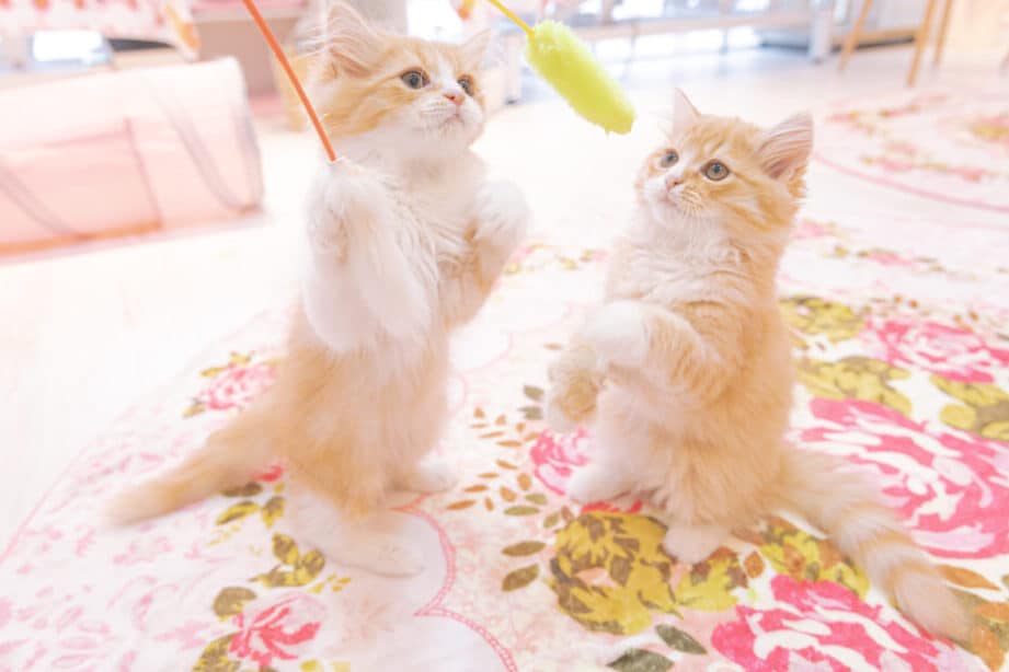 猫カフェで癒されよう!おすすめ猫カフェを紹介 5 e78cabe382abe38395e382a7e381a7e79992e38195e3828ce38288e38186efbc81e3818ae38199e38199e38281e78cabe382abe38395e382a7e38292e7b4b9e4bb8b