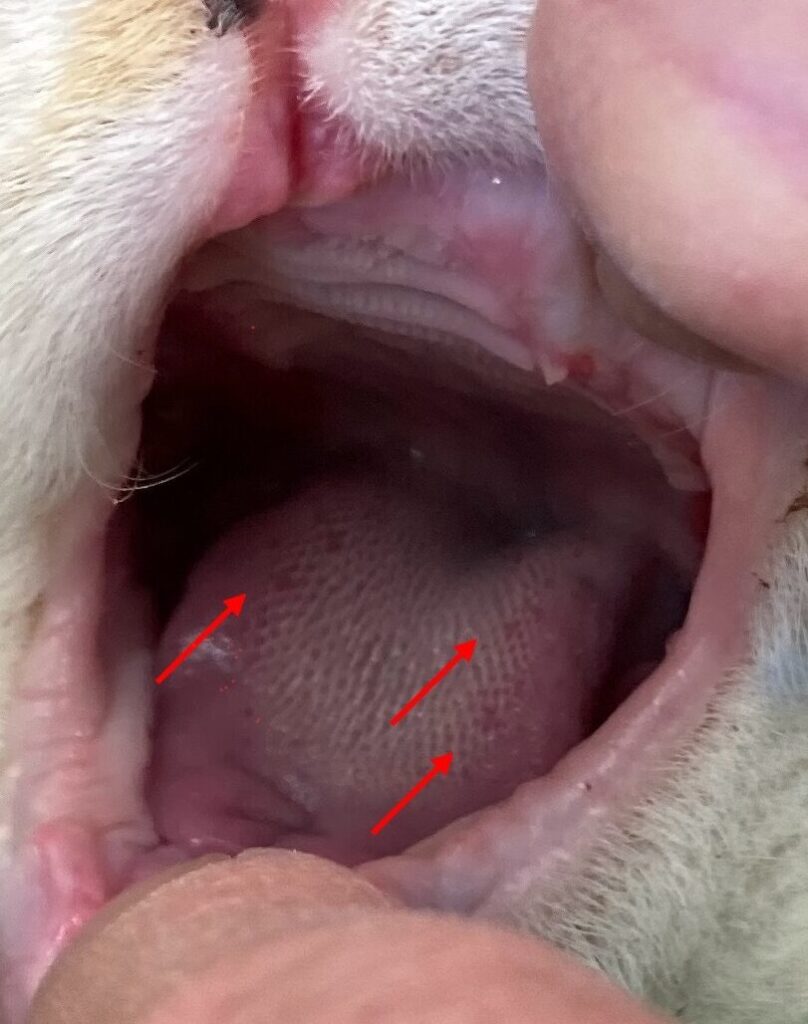 猫カリシウイルス感染症:症状、治療法、予防策 5 e78cabe382abe383aae382b7e382a6e382a4e383abe382b9e6849fe69f93e79787efbc9ae79787e78ab6e38081e6b2bbe79982e6b395e38081e4ba88e998b2e7ad96