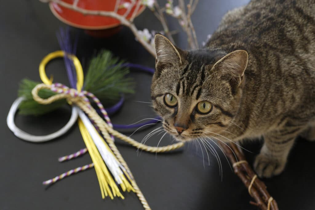 猫キジトラ:日本人に馴染み深い!キジトラの魅力 5 e78cabe382ade382b8e38388e383a9efbc9ae697a5e69cace4babae381abe9a6b4e69f93e381bfe6b7b1e38184efbc81e382ade382b8e38388e383a9e381aee9ad85