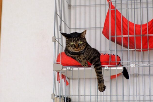猫ケージ飼い: メリットとデメリット 1 e78cabe382b1e383bce382b8e9a3bce38184 e383a1e383aae38383e38388e381a8e38387e383a1e383aae38383e38388