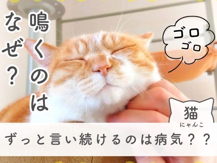 猫ゴロゴロ言い過ぎ: 病気の可能性は? 5 e78cabe382b4e383ade382b4e383ade8a880e38184e9818ee3818e e79785e6b097e381aee58fafe883bde680a7e381afefbc9f