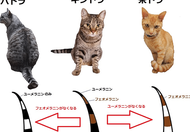 猫サバトラ: キジトラとの違いと特徴 5 e78cabe382b5e38390e38388e383a9 e382ade382b8e38388e383a9e381a8e381aee98195e38184e381a8e789b9e5beb4