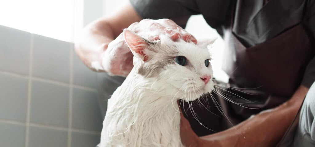猫シャンプー:選び方とシャンプー方法、頻度 5 e78cabe382b7e383a3e383b3e38397e383bcefbc9ae981b8e381b3e696b9e381a8e382b7e383a3e383b3e38397e383bce696b9e6b395e38081e9a0bbe5baa6
