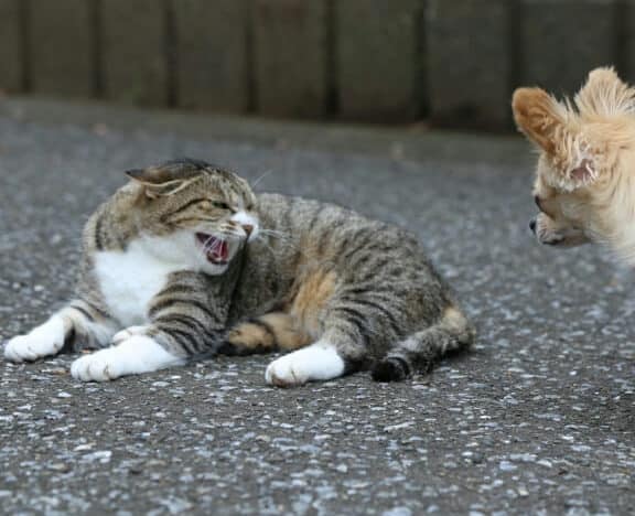 猫シャー:威嚇しているサイン!その理由とは? 5 e78cabe382b7e383a3e383bcefbc9ae5a881e59a87e38197e381a6e38184e3828be382b5e382a4e383b3efbc81e3819de381aee79086e794b1e381a8e381afefbc9f