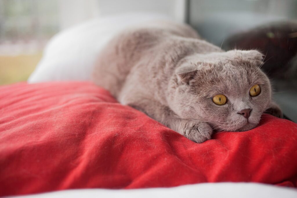 猫ストレス: ストレスサインと解消方法 5 e78cabe382b9e38388e383ace382b9 e382b9e38388e383ace382b9e382b5e382a4e383b3e381a8e8a7a3e6b688e696b9e6b395