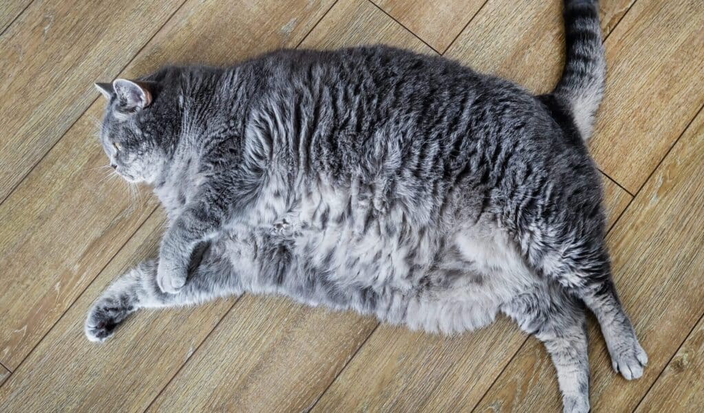 猫ダイエット: 肥満解消のための食事管理と運動 7 e78cabe38380e382a4e382a8e38383e38388 e882a5e6ba80e8a7a3e6b688e381aee3819fe38281e381aee9a39fe4ba8be7aea1e79086e381a8e9818be58b95