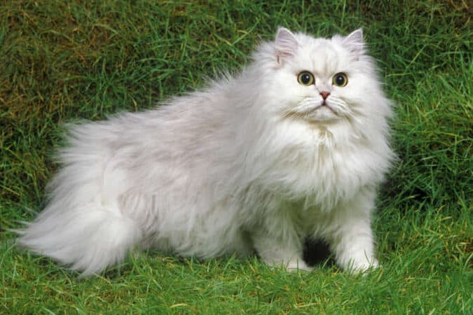 猫チンチラ: 長毛で美しいペルシャ猫 5 e78cabe38381e383b3e38381e383a9 e995b7e6af9be381a7e7be8ee38197e38184e3839ae383abe382b7e383a3e78cab