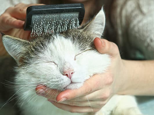 猫ブラッシング:やり方と注意点、おすすめのブラシ 5 e78cabe38396e383a9e38383e382b7e383b3e382b0efbc9ae38284e3828ae696b9e381a8e6b3a8e6848fe782b9e38081e3818ae38199e38199e38281e381aee38396