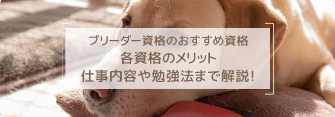 猫ブリーダーになるには?資格・費用・開業までのステップを解説 5 e78cabe38396e383aae383bce38380e383bce381abe381aae3828be381abe381afefbc9fe8b387e6a0bce383bbe8b2bbe794a8e383bbe9968be6a5ade381bee381a7