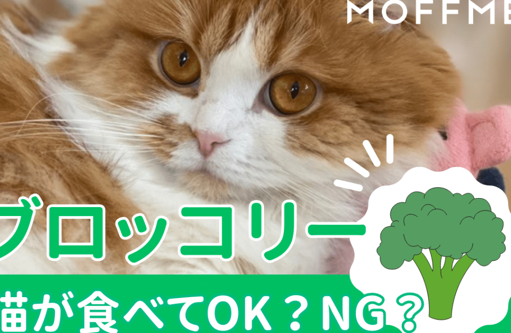 猫ブロッコリー: 猫に与えても大丈夫?栄養価と注意点 9 e78cabe38396e383ade38383e382b3e383aae383bc e78cabe381abe4b88ee38188e381a6e38282e5a4a7e4b888e5a4abefbc9fe6a084e9a48ae4bea1e381a8e6b3a8