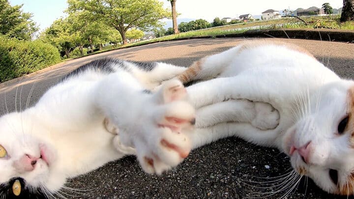 猫プロレス!?可愛いだけじゃない!アクロバティックな猫の戦い 5 e78cabe38397e383ade383ace382b9efbc81efbc9fe58fafe6849be38184e381a0e38191e38198e38283e381aae38184efbc81e382a2e382afe383ade38390e38386