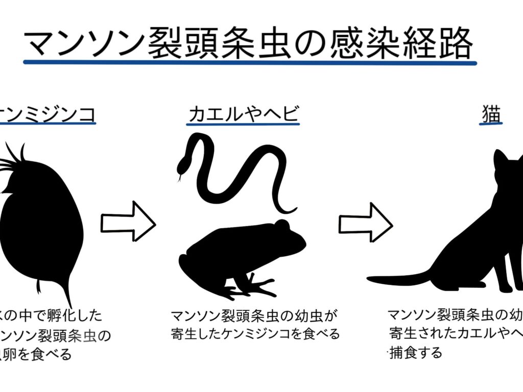 猫マンソン裂頭条虫は死ぬ?感染経路と予防策を解説 5 e78cabe3839ee383b3e382bde383b3e8a382e9a0ade69da1e899abe381afe6adbbe381acefbc9fe6849fe69f93e7b58ce8b7afe381a8e4ba88e998b2e7ad96e38292