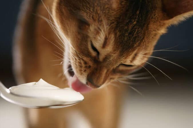 猫ヨーグルト:与えても良い?効果と注意点 5 e78cabe383a8e383bce382b0e383abe38388efbc9ae4b88ee38188e381a6e38282e889afe38184efbc9fe58ab9e69e9ce381a8e6b3a8e6848fe782b9
