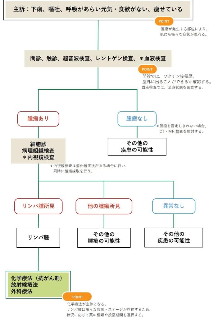 猫リンパ腫|症状・原因・治療法を解説 5 e78cabe383aae383b3e38391e885abefbd9ce79787e78ab6e383bbe58e9fe59ba0e383bbe6b2bbe79982e6b395e38292e8a7a3e8aaac