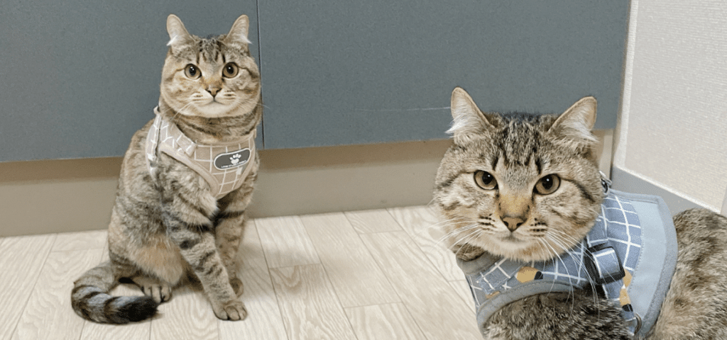 猫リード|安全な散歩のためのリード選び 5 e78cabe383aae383bce38389efbd9ce5ae89e585a8e381aae695a3e6ada9e381aee3819fe38281e381aee383aae383bce38389e981b8e381b3