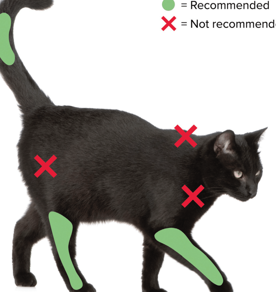 猫予防接種|病気から守るためのワクチンガイド 5 e78cabe4ba88e998b2e68ea5e7a8aeefbd9ce79785e6b097e3818be38289e5ae88e3828be3819fe38281e381aee383afe382afe38381e383b3e382ace382a4e38389