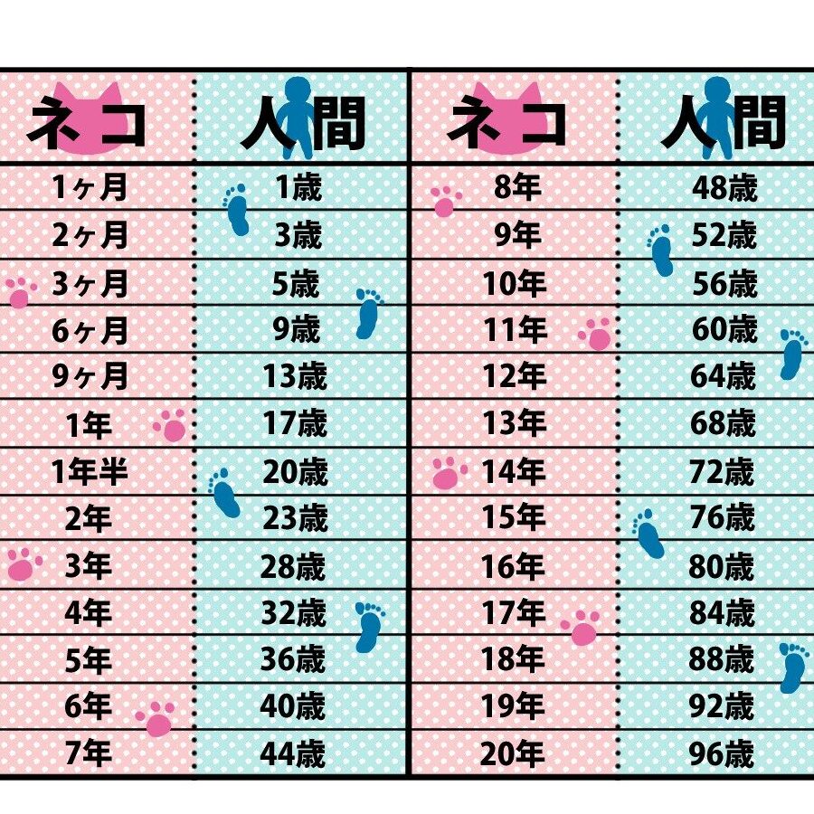 猫人間年齢:猫の年齢を人間年齢に換算 5 e78cabe4babae99693e5b9b4e9bda2efbc9ae78cabe381aee5b9b4e9bda2e38292e4babae99693e5b9b4e9bda2e381abe68f9be7ae97