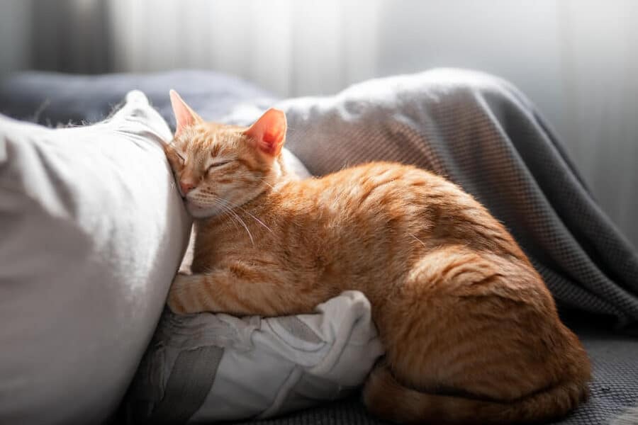 猫去勢後|性格や体型の変化、注意点 5 e78cabe58ebbe58ba2e5be8cefbd9ce680a7e6a0bce38284e4bd93e59e8be381aee5a489e58c96e38081e6b3a8e6848fe782b9