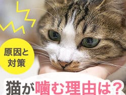 猫噛む|噛み癖の原因と直し方 5 e78cabe5999be38280efbd9ce5999be381bfe79996e381aee58e9fe59ba0e381a8e79bb4e38197e696b9