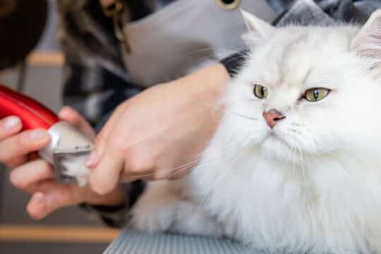 猫専門トリミングサロン!猫の美容と健康管理 1 e78cabe5b082e99680e38388e383aae3839fe383b3e382b0e382b5e383ade383b3efbc81e78cabe381aee7be8ee5aeb9e381a8e581a5e5bab7e7aea1e79086