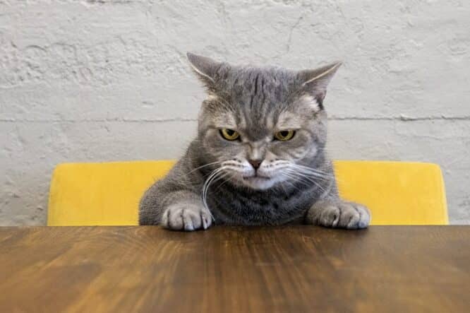 猫怒ってる: 怒っているサインと対処法 5 e78cabe68092e381a3e381a6e3828b e68092e381a3e381a6e38184e3828be382b5e382a4e383b3e381a8e5afbee587a6e6b395