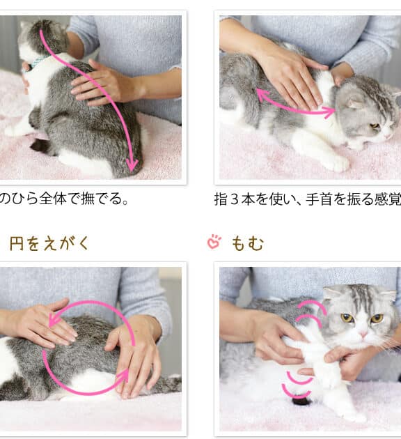 猫撫で方: 猫が喜ぶ撫で方 9 e78cabe692abe381a7e696b9 e78cabe3818ce5969ce381b6e692abe381a7e696b9